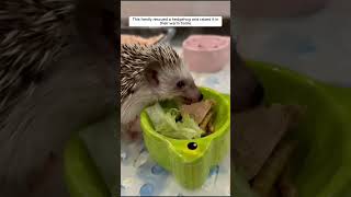 hedgehog pets ytshorts trending funny viral [upl. by Ng]