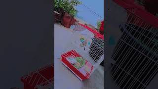 Parinda ❤️ song viralyoutube shortvideo views viralvideo trending birdslover [upl. by Pierrepont]