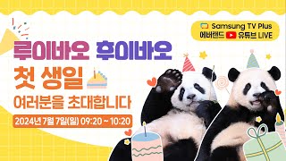 🟢LIVE 슬기롭고 빛나는 보물 🐼루이바오·후이바오🐼 돌잔치🎉｜쌍둥이아기판다 첫돌 [upl. by Trebla]