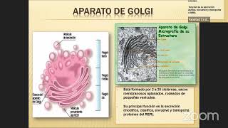 Proceso Biologico I  21032023 [upl. by Wurster]