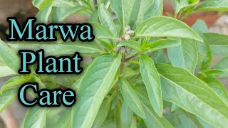 How to grow and care Marwa plant  Marjoram  Marua  Plants care and tips [upl. by Supen]