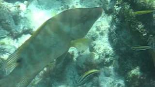 Hogfish Eats Sea Urchin [upl. by Janek]