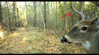 October 2024 Trail Camera Pick Up trailcamera wildlife hunting [upl. by Cila710]