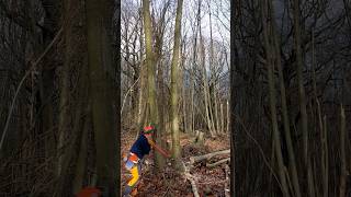 Tree Falling using a Felling Lever [upl. by Oilalue]