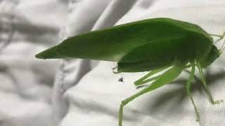 This Beautiful Katydid Visited Us Last Night Looks Like a Green Leaf Jamaican Katydid Grasshopper [upl. by Jaquenetta769]