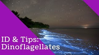 Dinoflagellates Identification and Tips [upl. by Kirre]