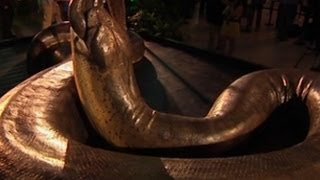 Replika Titanoboa Ular Terbesar Di Dunia [upl. by Aled]