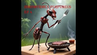 Iridomyrmex Purpureus ep 4 On déménage les zaustraliennes [upl. by Monie]