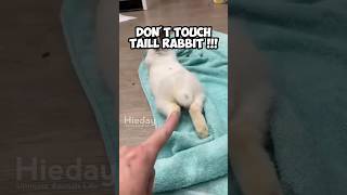 Dont touch taill rabbit rabbit animals animalshorts [upl. by Atiram53]