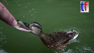 Ducks Eat Straight From My Hand  Entenfütterung aus der Hand Monrepos See Germany 01082015 [upl. by Asilaj]