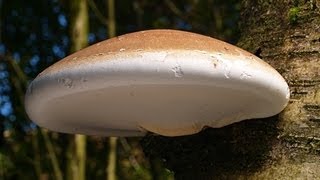 The Magical Birch Polypore [upl. by Ttezil]