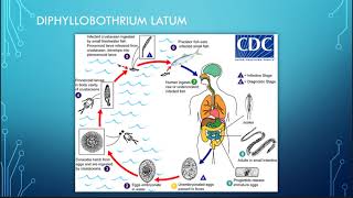 Diphyllobothrium pacificum [upl. by Mingche163]