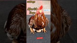 Its Aseel Time🐓 youtubeshorts aseelmurga ytshorts birds petsrehman animals shorts dog cat [upl. by Lili]