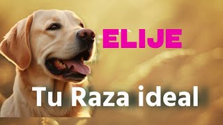 ELIJE LA RAZA DE PERRO ADECUADA PARA TI [upl. by Ellebana]