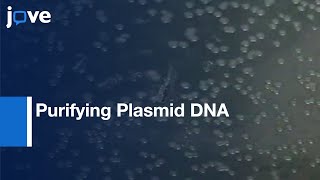 Purifying Plasmid DNA From Bacterial Colonies Using The Qiagen Miniprep Kit l Protocol Preview [upl. by Omura936]