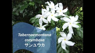 Tabernaemontana corymbosa サンユウカ [upl. by Medora]