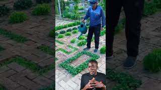 Les Africains sont des paresseux africa agriculture chinese [upl. by Nea]