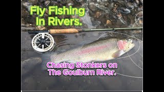 Fly Fishing The Goulburn River Chasing Stonkers Sep 2023 [upl. by Anaik]