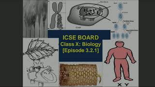 ICSE Class X Biology The Excretory System Episode 321 [upl. by Partan]