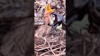 Baby birds fall out of nests because of beetles [upl. by Aseyt]