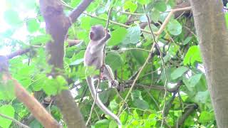 Adorable Baby Macaque Monkey Exploring Nature  Wildlife in the Jungle [upl. by Hayward]