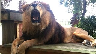 How Do You Vaccinate An Angry Lion That Hates You [upl. by Nairrad]