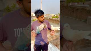 Light Aa gyi Ab kya hoga  wait for it  pigeon reaction shorts skpigeonloft [upl. by Enelime545]