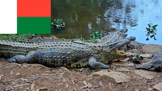 În sălbăticia Madagascarului  printre Lemurieni CameleoniȘerpi Șopârle și Crocodili periculoși [upl. by Siroled919]