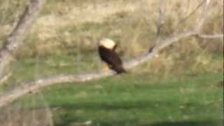 Crested Caracara  The Mexican Eagle in Dallas County Texas [upl. by Acilejna910]