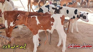 Little Cow Baby Calf  Pakistan Main Konsa Karobar Karen  One Day Calf Farming [upl. by Erskine]