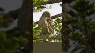 Blakistons Fish Owl Largest Owl [upl. by Eicats]