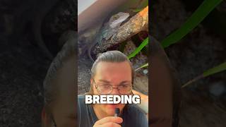 Breeding My Anolis Leachii anole reptiles lizard [upl. by Coumas]