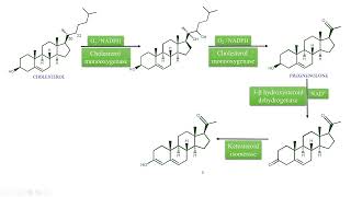 Digoxin and Digitoxin Biosynthesis and General Introduction [upl. by Banwell]