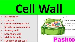 Cell Wall Definition Composition Structure and Function Pashto [upl. by Eliason]