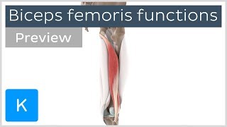 Functions of the biceps femoris muscle preview  Human 3D Anatomy  Kenhub [upl. by Afatsom]