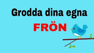 DIY hur man groddar frön [upl. by Georas]