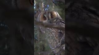 The Longeared Owl A Silent Predator 🔕🦉wildlife shorts birdsofprey [upl. by Danaher944]