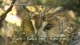 oehoe  eagle owl  bubo bubo 01 [upl. by Norris]