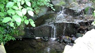 Cottingley Glen Fairies [upl. by Urissa123]