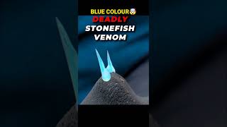 🤯 Deadly Fish in the world  Stone Fish [upl. by Engamrahc]