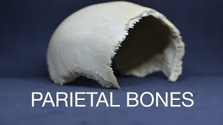 PARIETAL BONES [upl. by Brent]