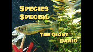 SPECIES SPECIAL Giant Danio [upl. by Harihat]