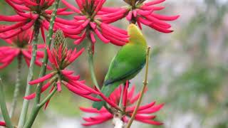 Bluewinged Leafbird Chloropsis cochinchinensis [upl. by Dennis877]