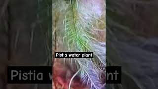 Pistia water ☘️music pistiarootpoketsbiology [upl. by Hellah]