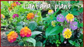 Paano Palaguiin At Paramihin Ang Lantana Plant [upl. by Helfant21]