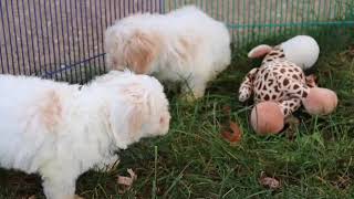 Maltipoo Puppies Reno and Bluebell SD 480p [upl. by Nylecsoj]