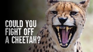 How to Survive a Cheetah Attack [upl. by Irolav676]