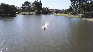 River Patrol RC PBR Gas RC Boat cameradrone following Vantex model at our lake [upl. by Netti]