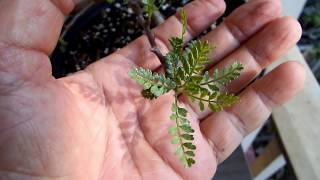 Effect of light on American Frankincense  Bursera Microphilla  1 year old seedlings [upl. by Gazo]