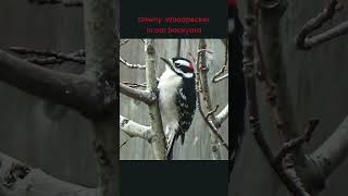 Attracting Downy Woodpeckers to Your Backyard travel birds downy woodpecker [upl. by Fillian]